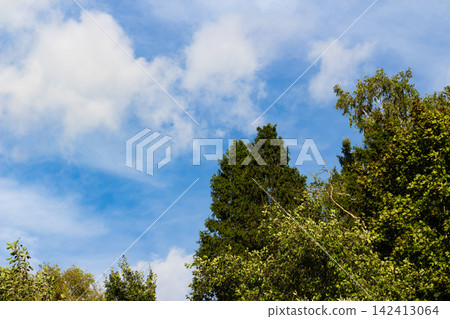 Lush green spruce and leafy deciduous treetops reaching towards a bright blue sky with soft white clouds, capturing the refreshing essence of a sunny summer day in nature Lush green spruce and leafy deciduous treetops reaching towards a bright blue sky with soft white clouds, capturing the refreshing essence of a sunny summer day in nature 142413064