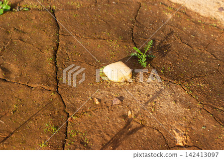 Small green sprout emerging near a smooth stone on the parched, cracked earth of a drought-stricken landscape, symbolizing resilience, hope, and the enduring power of nature amidst harsh conditions Small green sprout emerging near a smooth stone on the parched, cracked earth of a drought-stricken landscape, symbolizing resilience, hope, and the enduring power of nature amidst harsh conditions 142413097