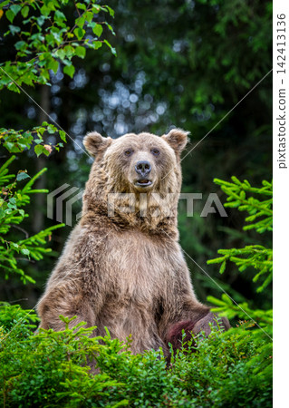 Brown bear standing upright among lush green foliage in a forested area, showcasing its powerful physique and natural habitat Brown bear standing upright among lush green foliage in a forested area, showcasing its powerful physique and natural habitat 142413136