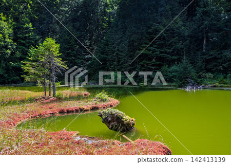 Green water reflects trees in a quiet spot near a forest Green water reflects trees in a quiet spot near a forest 142413139