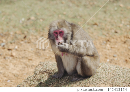 Japanese macaque monkey, Iwatayama Monkey Park, Arashiyama, western Kyoto, Japan, portrait closeup of Nihonzaru snow monkey with red face, blue sky background, troop of Macaca fuscata monkeys Japanese macaque monkey, Iwatayama Monkey Park, Arashiyama, western Kyoto, Japan, portrait closeup of Nihonzaru snow monkey with red face, blue sky background, troop of Macaca fuscata monkeys 142413154