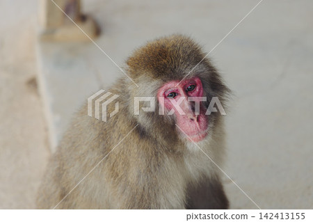 Japanese macaque monkey, Iwatayama Monkey Park, Arashiyama, western Kyoto, Japan, portrait closeup of Nihonzaru snow monkey with red face, blue sky background, troop of Macaca fuscata monkeys Japanese macaque monkey, Iwatayama Monkey Park, Arashiyama, western Kyoto, Japan, portrait closeup of Nihonzaru snow monkey with red face, blue sky background, troop of Macaca fuscata monkeys 142413155