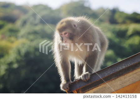 Japanese macaque monkey, Iwatayama Monkey Park, Arashiyama, western Kyoto, Japan, portrait closeup of Nihonzaru snow monkey with red face, blue sky background, troop of Macaca fuscata monkeys Japanese macaque monkey, Iwatayama Monkey Park, Arashiyama, western Kyoto, Japan, portrait closeup of Nihonzaru snow monkey with red face, blue sky background, troop of Macaca fuscata monkeys 142413158