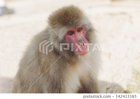 Japanese macaque monkey, Iwatayama Monkey Park, Arashiyama, western Kyoto, Japan, portrait closeup of Nihonzaru snow monkey with red face, blue sky background, troop of Macaca fuscata monkeys Japanese macaque monkey, Iwatayama Monkey Park, Arashiyama, western Kyoto, Japan, portrait closeup of Nihonzaru snow monkey with red face, blue sky background, troop of Macaca fuscata monkeys 142413165