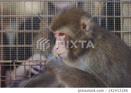 Japanese macaque monkey, Iwatayama Monkey Park, Arashiyama, western Kyoto, Japan, portrait closeup of Nihonzaru snow monkey with red face, blue sky background, troop of Macaca fuscata monkeys Japanese macaque monkey, Iwatayama Monkey Park, Arashiyama, western Kyoto, Japan, portrait closeup of Nihonzaru snow monkey with red face, blue sky background, troop of Macaca fuscata monkeys 142413166