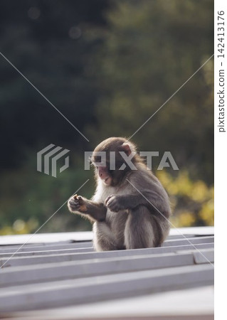 Japanese macaque monkey, Iwatayama Monkey Park, Arashiyama, western Kyoto, Japan, portrait closeup of Nihonzaru snow monkey with red face, blue sky background, troop of Macaca fuscata monkeys 142413176