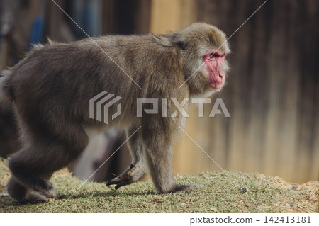 Japanese macaque monkey, Iwatayama Monkey Park, Arashiyama, western Kyoto, Japan, portrait closeup of Nihonzaru snow monkey with red face, blue sky background, troop of Macaca fuscata monkeys Japanese macaque monkey, Iwatayama Monkey Park, Arashiyama, western Kyoto, Japan, portrait closeup of Nihonzaru snow monkey with red face, blue sky background, troop of Macaca fuscata monkeys 142413181