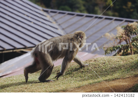 Japanese macaque monkey, Iwatayama Monkey Park, Arashiyama, western Kyoto, Japan, portrait closeup of Nihonzaru snow monkey with red face, blue sky background, troop of Macaca fuscata monkeys 142413182
