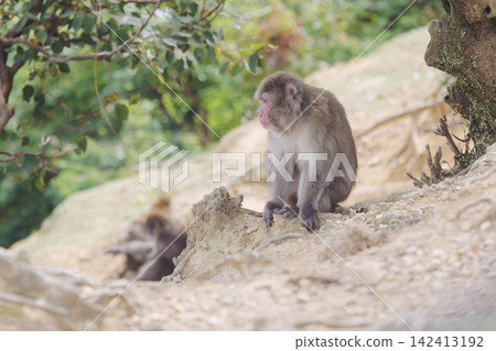Japanese macaque monkey, Iwatayama Monkey Park, Arashiyama, western Kyoto, Japan, portrait closeup of Nihonzaru snow monkey with red face, blue sky background, troop of Macaca fuscata monkeys 142413192