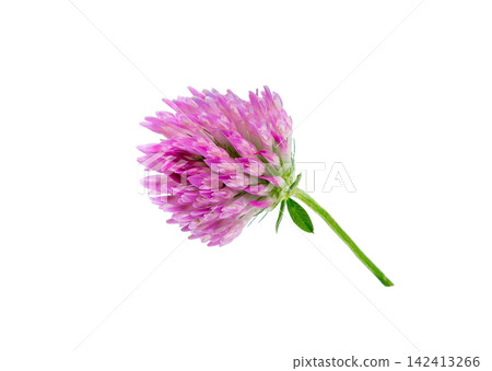 Clover Flower Close up. Clover on white. Clover Flower Close up. Clover on white. 142413266