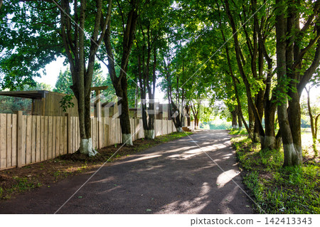 Lush green trees lining a peaceful paved walkway with a rustic wooden fence, creating a serene atmosphere in a sunny park setting during a vibrant spring day outdoors 142413343