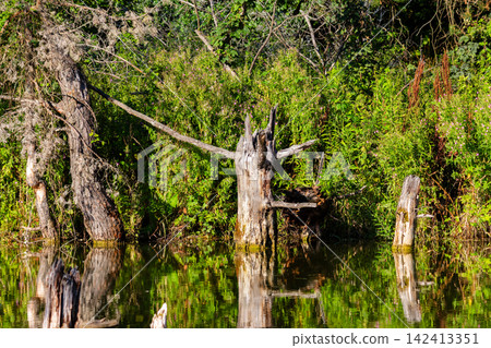 Weathered tree stumps jutting out of tranquil lake water amidst lush summer greenery, creating a rustic and serene natural landscape with beautiful reflections on the water surface Weathered tree stumps jutting out of tranquil lake water amidst lush summer greenery, creating a rustic and serene natural landscape with beautiful reflections on the water surface 142413351
