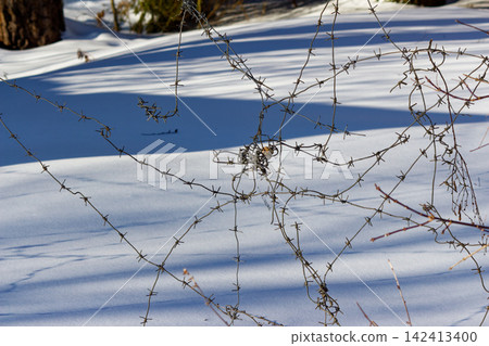 Tangled barbed wire fence crossing a pristine snowy landscape creates a powerful symbol of restricted access, confinement, and forbidden territories in a cold winter setting Tangled barbed wire fence crossing a pristine snowy landscape creates a powerful symbol of restricted access, confinement, and forbidden territories in a cold winter setting 142413400