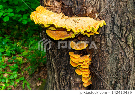 Vibrant yellow bracket fungi grow in clusters on a textured tree trunk, showcasing the raw beauty of wild forest organisms thriving in their natural woodland habitat during daytime 142413489