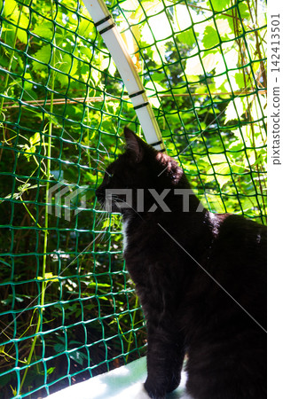 A curious black cat enjoying a sunny day on a secure outdoor cat balcony, looking out through the green protective mesh with focus and peaceful feline demeanor A curious black cat enjoying a sunny day on a secure outdoor cat balcony, looking out through the green protective mesh with focus and peaceful feline demeanor 142413501