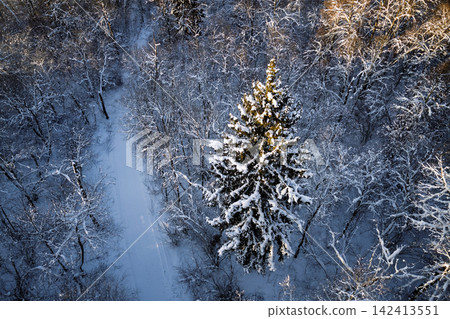 Aerial top-down view of a majestic evergreen spruce tree heavily laden with fresh white snow, surrounded by a serene frozen winter forest landscape illuminated by soft golden sunlight Aerial top-down view of a majestic evergreen spruce tree heavily laden with fresh white snow, surrounded by a serene frozen winter forest landscape illuminated by soft golden sunlight 142413551