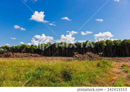 Clearing area with cut branches and grass on a foreground against a dense forest line under a bright blue summer sky with fluffy clouds Clearing area with cut branches and grass on a foreground against a dense forest line under a bright blue summer sky with fluffy clouds 142413553
