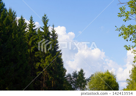 Tall coniferous spruce trees reach towards the bright blue sky with fluffy white clouds, capturing the serene and refreshing atmosphere of a lush evergreen forest on a sunny day Tall coniferous spruce trees reach towards the bright blue sky with fluffy white clouds, capturing the serene and refreshing atmosphere of a lush evergreen forest on a sunny day 142413554