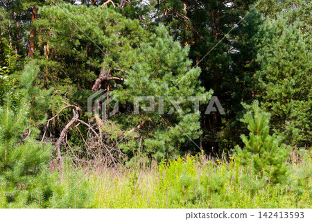 Lush pine forest scenery showcasing vibrant evergreen needles, young saplings in the foreground, and dense woodland depths under bright daylight creating a serene and wild natural landscape Lush pine forest scenery showcasing vibrant evergreen needles, young saplings in the foreground, and dense woodland depths under bright daylight creating a serene and wild natural landscape 142413593