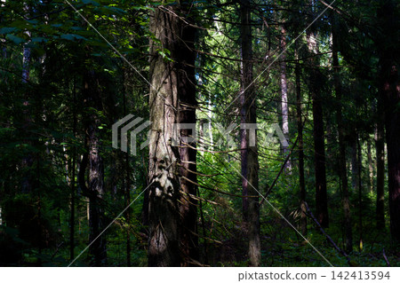 Sturdy spruce trunk illuminated by sunbeams in a dense coniferous woodland, highlighting textured bark and jagged dry branches amidst a deep, moody green atmosphere of a summer forest 142413594