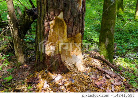 Close-up of a damaged pine tree trunk with deep scars from woodpeckers or wild animals, showing exposed bright wood fibers and coarse sawdust scattered on the forest ground 142413595