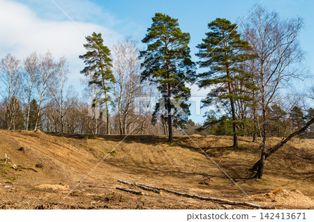 Tall pine trees stand on a sandy hill during early spring, with cleared ground and fallen logs in the foreground under a bright blue sky on a sunny April day Tall pine trees stand on a sandy hill during early spring, with cleared ground and fallen logs in the foreground under a bright blue sky on a sunny April day 142413671