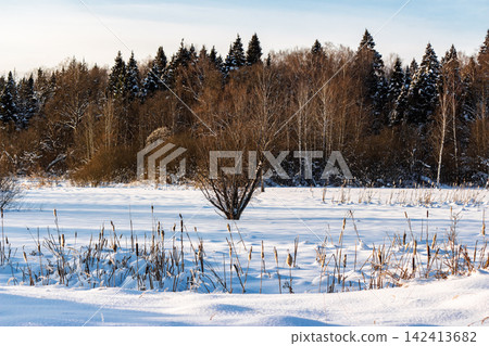 Stunning winter scene: frosted cattails rise from a pristine snow-covered frozen bog, backed by a tranquil, snow-dusted forest under a crisp blue sky Stunning winter scene: frosted cattails rise from a pristine snow-covered frozen bog, backed by a tranquil, snow-dusted forest under a crisp blue sky 142413682