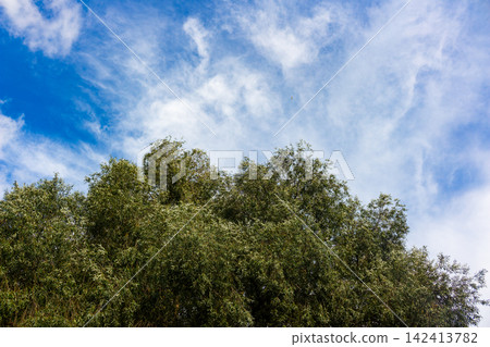 Lush green willow tree crown reaching toward a bright blue sky with soft white wispy clouds, a peaceful sunny day captured in a low-angle nature shot featuring dense foliage Lush green willow tree crown reaching toward a bright blue sky with soft white wispy clouds, a peaceful sunny day captured in a low-angle nature shot featuring dense foliage 142413782