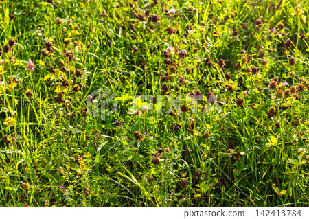 Vibrant green clover meadow teeming with drying seed heads, catching late summer's golden light. Captures rustic end-of-season beauty 142413784