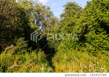 Lush green summer forest thicket with dense foliage and tall wild grasses, inviting trail leading into deep shadows under bright blue sky, vibrant nature landscape in sunlight Lush green summer forest thicket with dense foliage and tall wild grasses, inviting trail leading into deep shadows under bright blue sky, vibrant nature landscape in sunlight 142413789