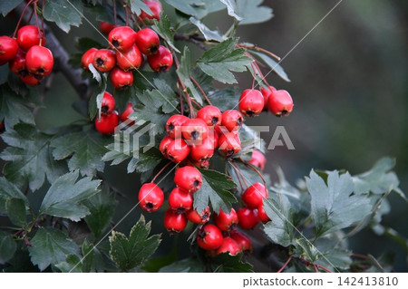 Woman hands holding hawthorn berry heart shape on a tree forest sunlight 142413810