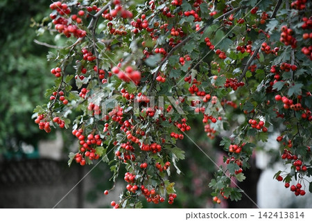 Red wild hawthorn berries on branches Red wild hawthorn berries on branches 142413814