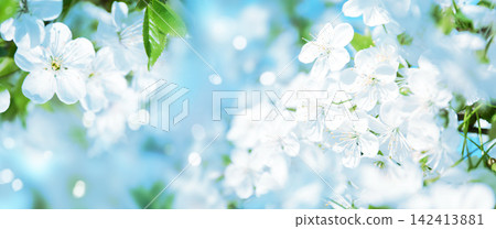 Beautiful cherry tree with tender flowers. Amazing spring blossom Beautiful cherry tree with tender flowers. Amazing spring blossom 142413881