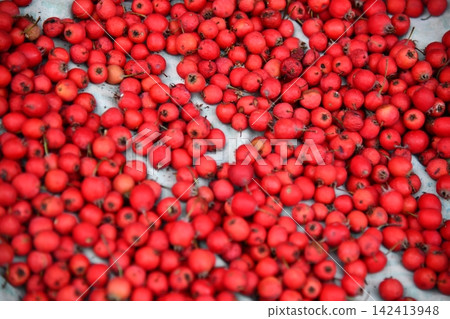 Woman hands holding hawthorn berry heart shape on a tree forest sunlight Woman hands holding hawthorn berry heart shape on a tree forest sunlight 142413948