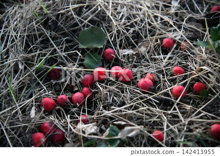 Red wild hawthorn berries on branches 142413955