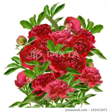 A lush bouquet of red peonies with green leaves on an isolated background A lush bouquet of red peonies with green leaves on an isolated background 142413971