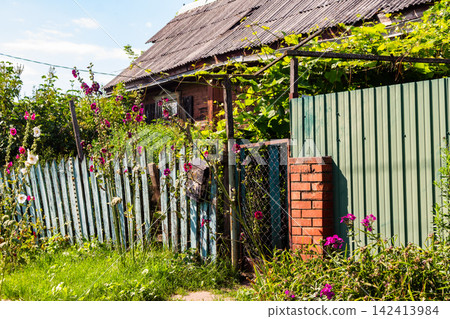 Rustic weathered picket fence adorned with vibrant blooming mallow flowers in a sunlit countryside garden, peaceful village atmosphere during a warm summer day Rustic weathered picket fence adorned with vibrant blooming mallow flowers in a sunlit countryside garden, peaceful village atmosphere during a warm summer day 142413984
