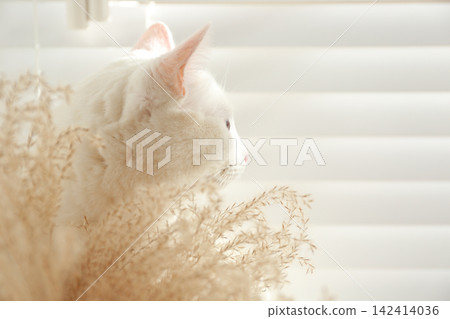 Adorable khao manee cat near spikelets at home, space for text. Fluffy pet Adorable khao manee cat near spikelets at home, space for text. Fluffy pet 142414036