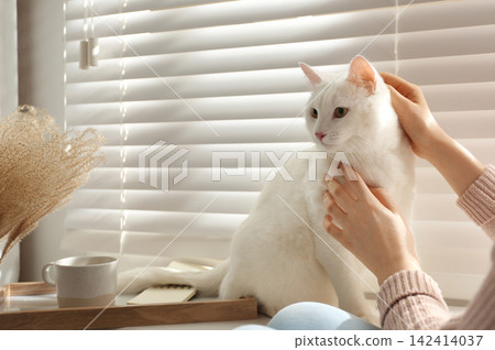 Young woman petting her beautiful white cat at home, closeup. Fluffy pet Young woman petting her beautiful white cat at home, closeup. Fluffy pet 142414037