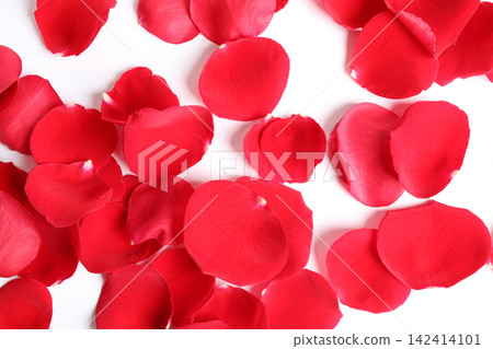 Fresh red rose petals on white background, top view Fresh red rose petals on white background, top view 142414101