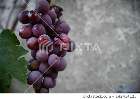 Red grape hanging from vineyard Red grape hanging from vineyard 142414125