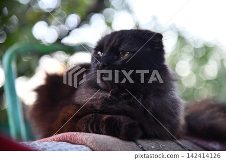 Funny black cat looks through ripped hole in pink paper backgroud. Peekaboo. Naughty pets and mischievous domestic animals. Copy space. Funny black cat looks through ripped hole in pink paper backgroud. Peekaboo. Naughty pets and mischievous domestic animals. Copy space. 142414126