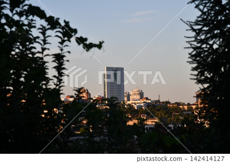 Growth Trees concept Coffee bean seedlings nature background Beautiful Growth Trees concept Coffee bean seedlings nature background Beautiful 142414127