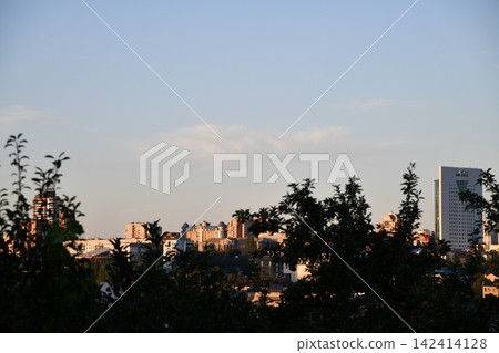 Growth Trees concept Coffee bean seedlings nature background Beautiful Growth Trees concept Coffee bean seedlings nature background Beautiful 142414128