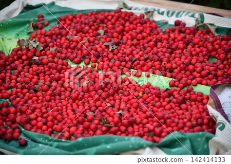 Woman hands holding hawthorn berry heart shape on a tree forest sunlight Woman hands holding hawthorn berry heart shape on a tree forest sunlight 142414133
