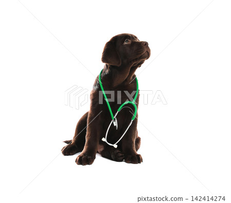 Cute Labrador dog with stethoscope as veterinarian on white background Cute Labrador dog with stethoscope as veterinarian on white background 142414274