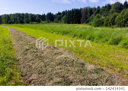 Freshly mown windrow of hay drying in a sunlit meadow during summer harvest time with a lush green forest backdrop under a clear blue sky, rural agricultural scenery 142414341