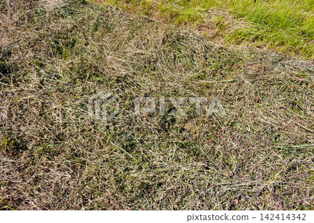 Freshly mown grass scattered across a sunny meadow, a rustic agricultural texture featuring dried hay and withered clover stems drying under the bright warm summer sun in the field 142414342