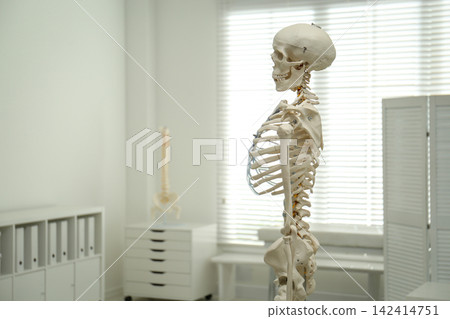Human skeleton model in orthopedist's office. Space for text Human skeleton model in orthopedist's office. Space for text 142414751