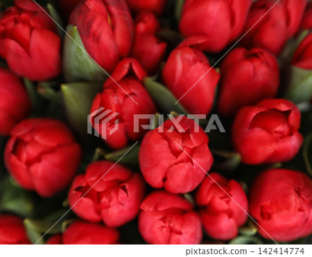 Beautiful bouquet of tulip flowers, closeup. Floral decor Beautiful bouquet of tulip flowers, closeup. Floral decor 142414774